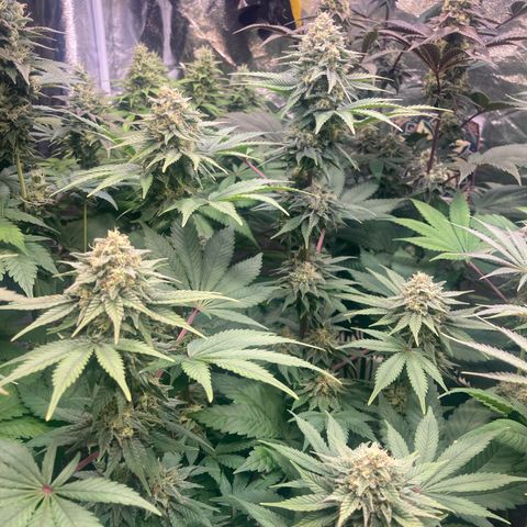 Larry OG Kush, High Society, LA Amnesia, Florida Gaspack growlog timeline photo