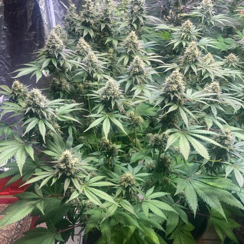 Larry OG Kush, High Society, LA Amnesia, Florida Gaspack growlog timeline photo