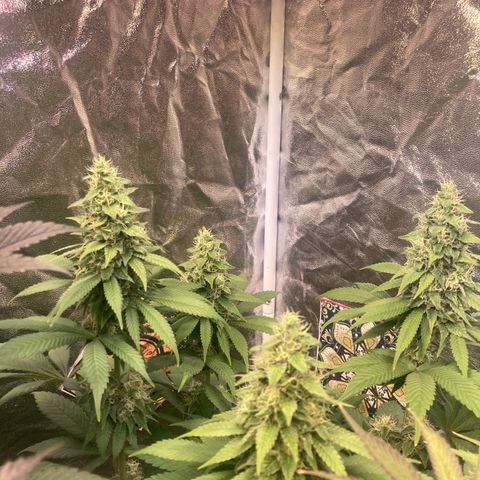 Larry OG Kush, High Society, LA Amnesia, Florida Gaspack growlog timeline photo