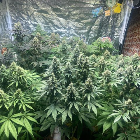 Larry OG Kush, High Society, LA Amnesia, Florida Gaspack growlog timeline photo