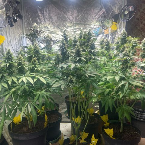 Larry OG Kush, High Society, LA Amnesia, Florida Gaspack growlog timeline photo