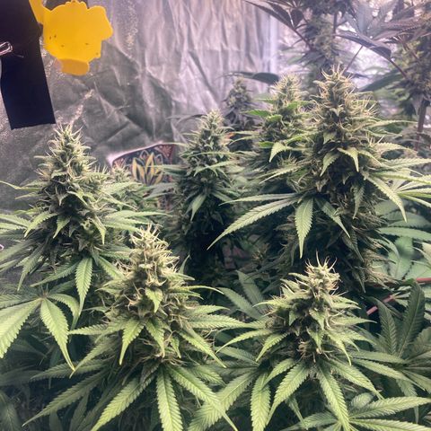 Larry OG Kush, High Society, LA Amnesia, Florida Gaspack growlog timeline photo