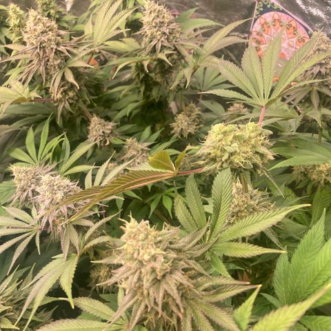 Larry OG Kush, High Society, LA Amnesia, Florida Gaspack growlog timeline photo