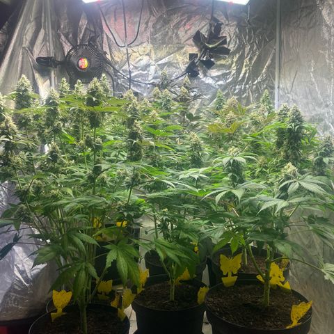 Larry OG Kush, High Society, LA Amnesia, Florida Gaspack growlog timeline photo
