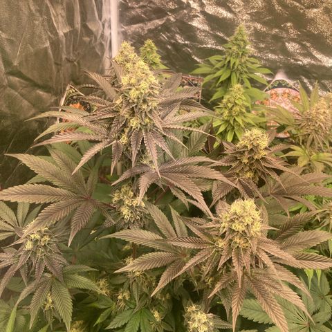 Larry OG Kush, High Society, LA Amnesia, Florida Gaspack growlog timeline photo