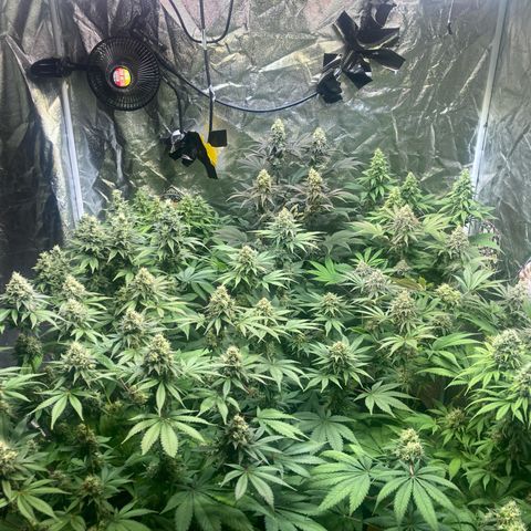 Larry OG Kush, High Society, LA Amnesia, Florida Gaspack growlog timeline photo