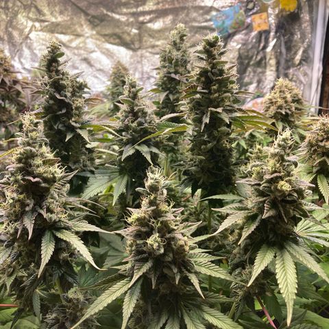 Larry OG Kush, High Society, LA Amnesia, Florida Gaspack growlog timeline photo