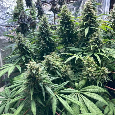 Larry OG Kush, High Society, LA Amnesia, Florida Gaspack growlog timeline photo