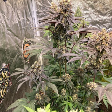 Larry OG Kush, High Society, LA Amnesia, Florida Gaspack growlog timeline photo