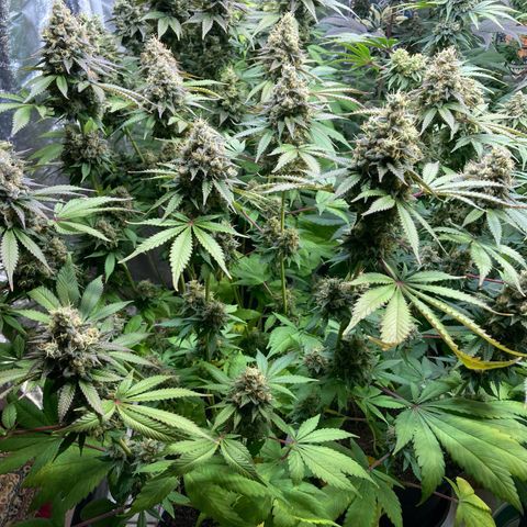 Larry OG Kush, High Society, LA Amnesia, Florida Gaspack growlog timeline photo