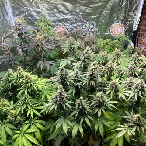 Larry OG Kush, High Society, LA Amnesia, Florida Gaspack growlog timeline photo