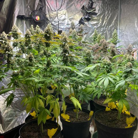 Larry OG Kush, High Society, LA Amnesia, Florida Gaspack growlog timeline photo