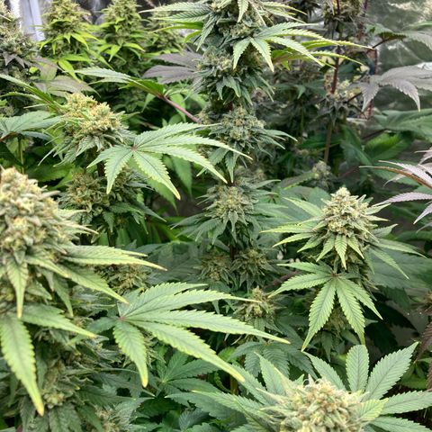 Larry OG Kush, High Society, LA Amnesia, Florida Gaspack growlog timeline photo