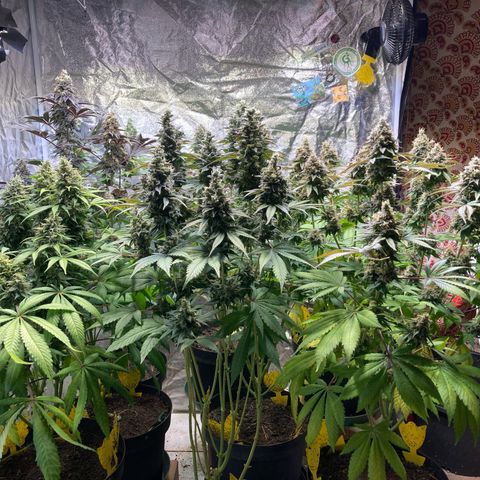 Larry OG Kush, High Society, LA Amnesia, Florida Gaspack growlog timeline photo