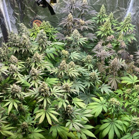 Larry OG Kush, High Society, LA Amnesia, Florida Gaspack growlog timeline photo