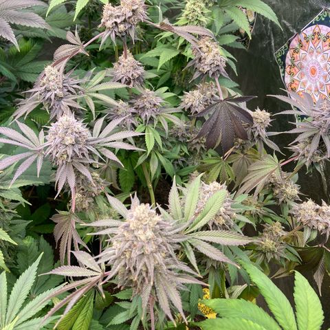 Larry OG Kush, High Society, LA Amnesia, Florida Gaspack growlog timeline photo