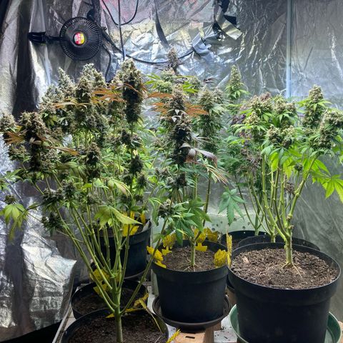 Larry OG Kush, High Society, LA Amnesia, Florida Gaspack growlog timeline photo