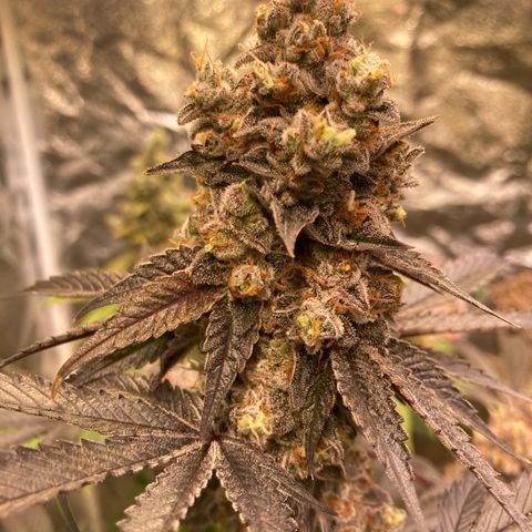 Larry OG Kush, High Society, LA Amnesia, Florida Gaspack growlog timeline photo