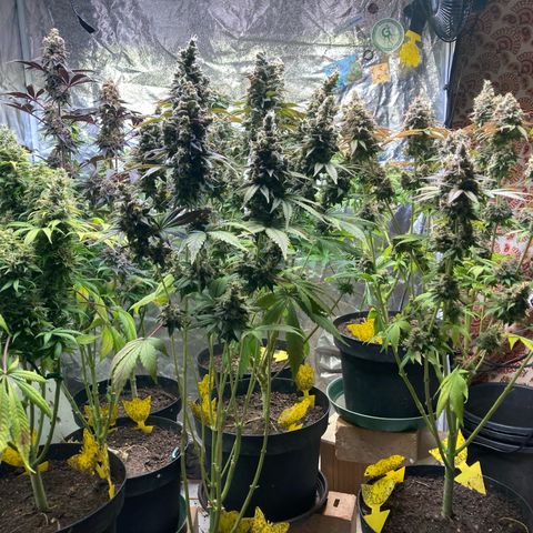 Larry OG Kush, High Society, LA Amnesia, Florida Gaspack growlog timeline photo