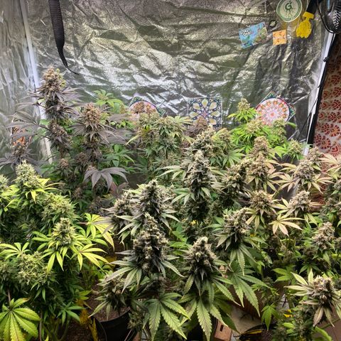 Larry OG Kush, High Society, LA Amnesia, Florida Gaspack growlog timeline photo