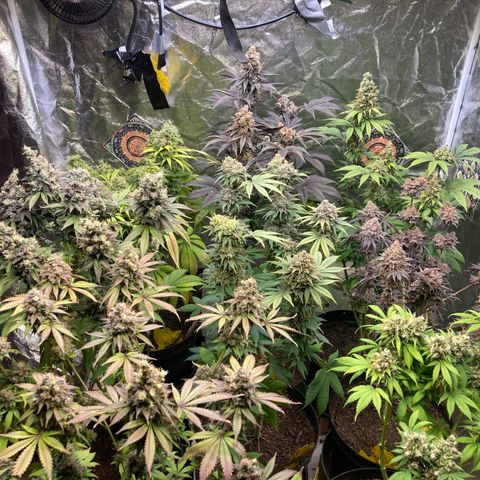 Larry OG Kush, High Society, LA Amnesia, Florida Gaspack growlog timeline photo