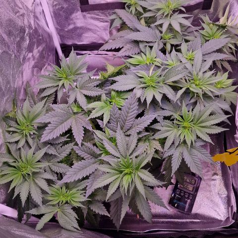 Tropicana Cookies growlog timeline photo