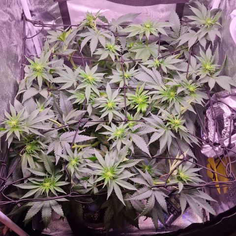 Tropicana Cookies growlog timeline photo