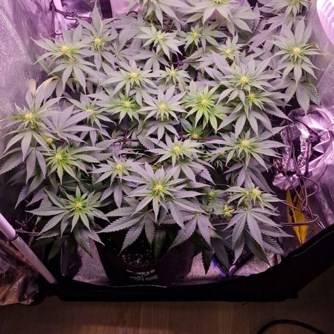 Tropicana Cookies growlog timeline photo