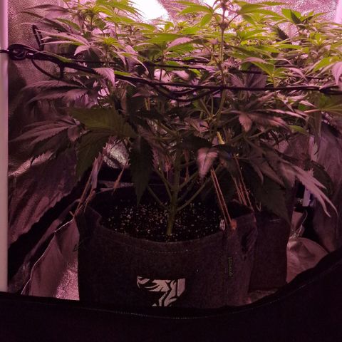 Tropicana Cookies growlog timeline photo