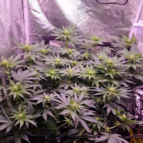 Tropicana Cookies growlog timeline photo