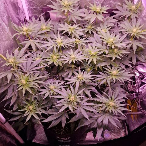 Tropicana Cookies growlog timeline photo
