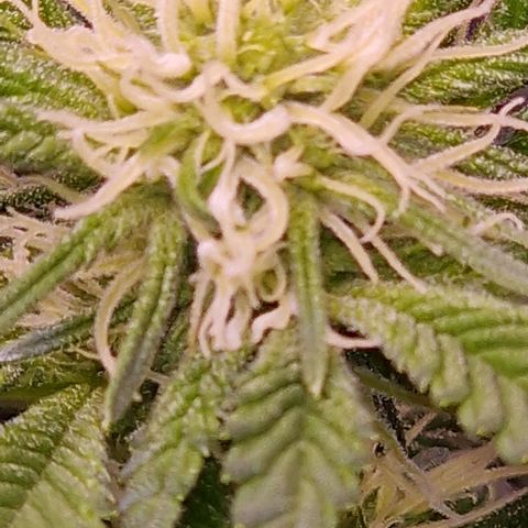Tropicana Cookies growlog timeline photo