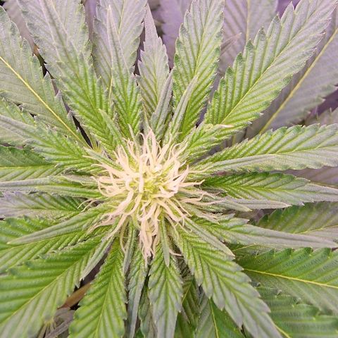 Tropicana Cookies growlog timeline photo