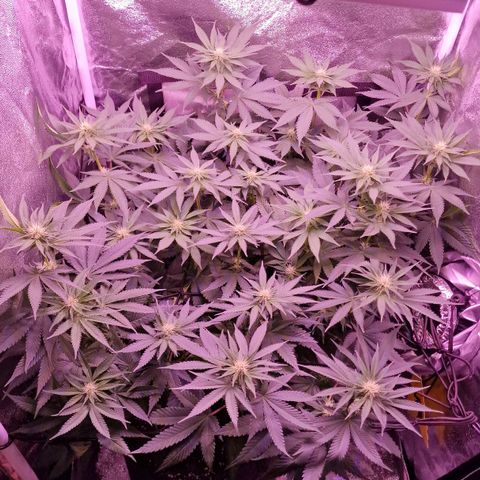 Tropicana Cookies growlog timeline photo