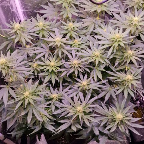 Tropicana Cookies growlog timeline photo
