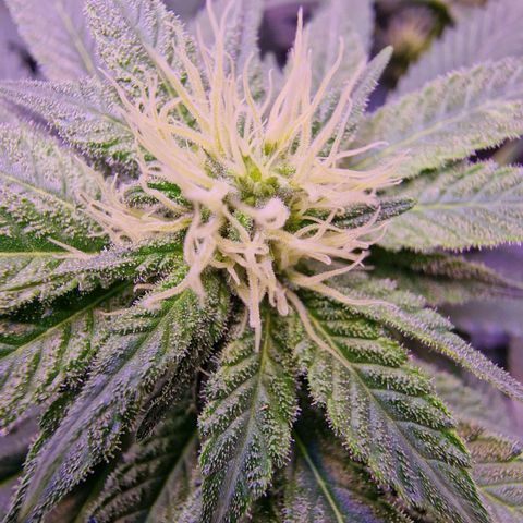Tropicana Cookies growlog timeline photo