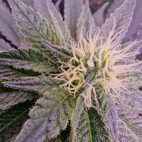 Tropicana Cookies growlog timeline photo