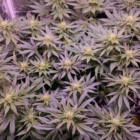 Tropicana Cookies growlog timeline photo