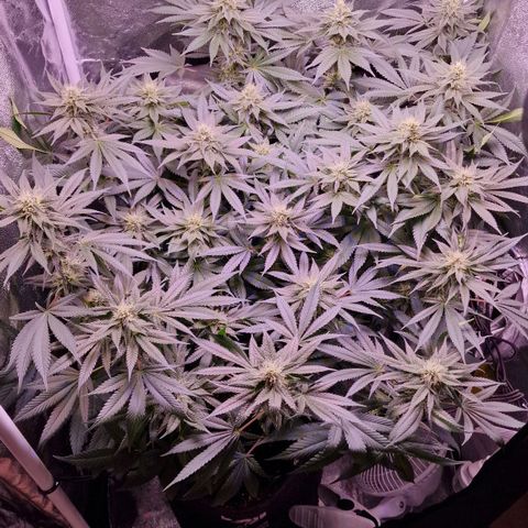 Tropicana Cookies growlog timeline photo