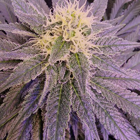 Tropicana Cookies growlog timeline photo