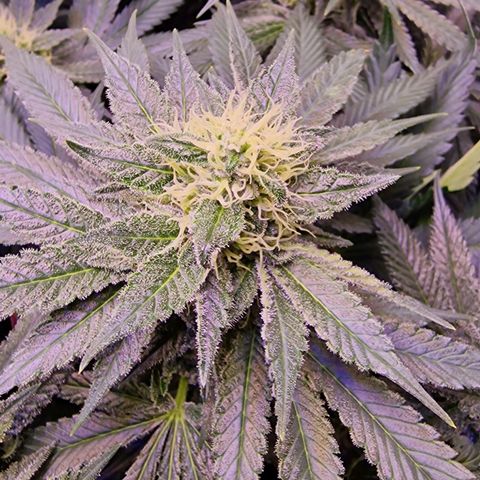 Tropicana Cookies growlog timeline photo