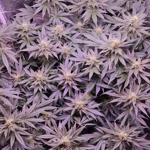 Tropicana Cookies growlog timeline photo