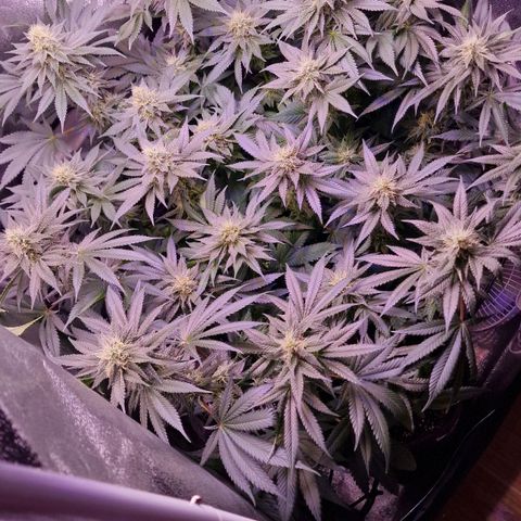 Tropicana Cookies growlog timeline photo