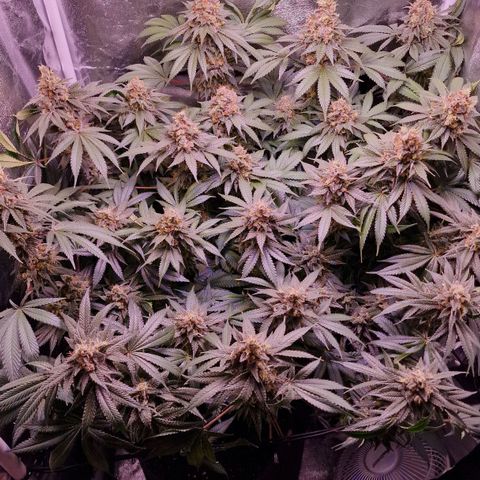 Tropicana Cookies growlog timeline photo