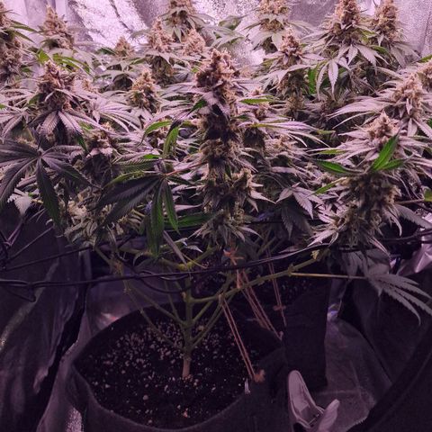 Tropicana Cookies growlog timeline photo
