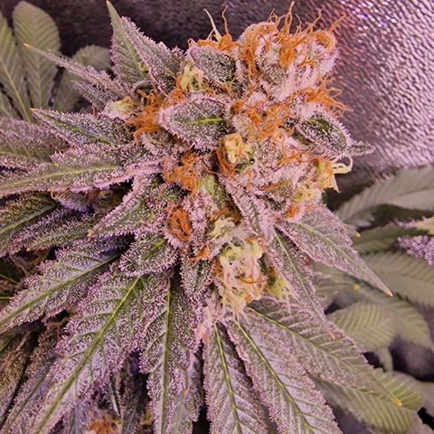 Tropicana Cookies growlog timeline photo