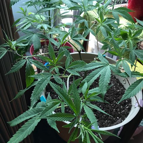 Blueberry growlog timeline photo
