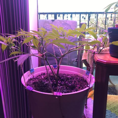 Blueberry growlog photo: Day before switch to 12/12