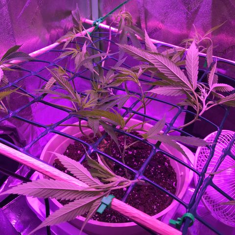Blueberry growlog timeline photo
