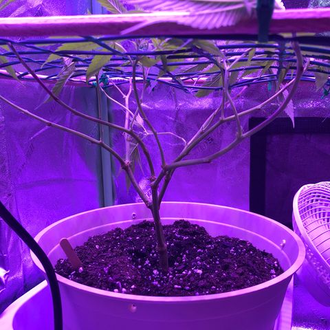 Blueberry growlog photo: 12/12 Day 1